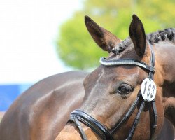broodmare Florenciana L (Oldenburg, 2007, from Florencio I)