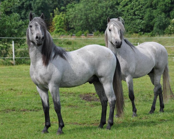 horse Aragorn d'Issel (Camargue horse, 2010, from Jauvas)