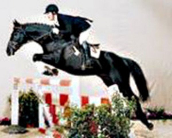 stallion Pacajas xx (Thoroughbred, 1992, from Acatenango xx)