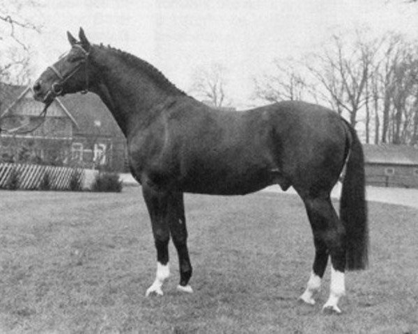 stallion Pascha (Oldenburg, 1974, from Panther x)