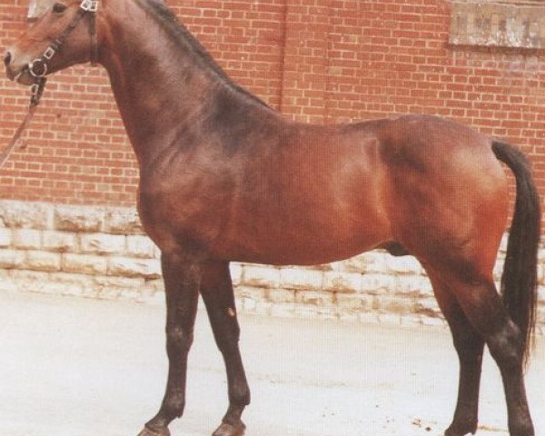 stallion Lorent (Württemberger, 1974, from Landgraf I) stallion Lorent (Württemberger, 1974, from Landgraf I)