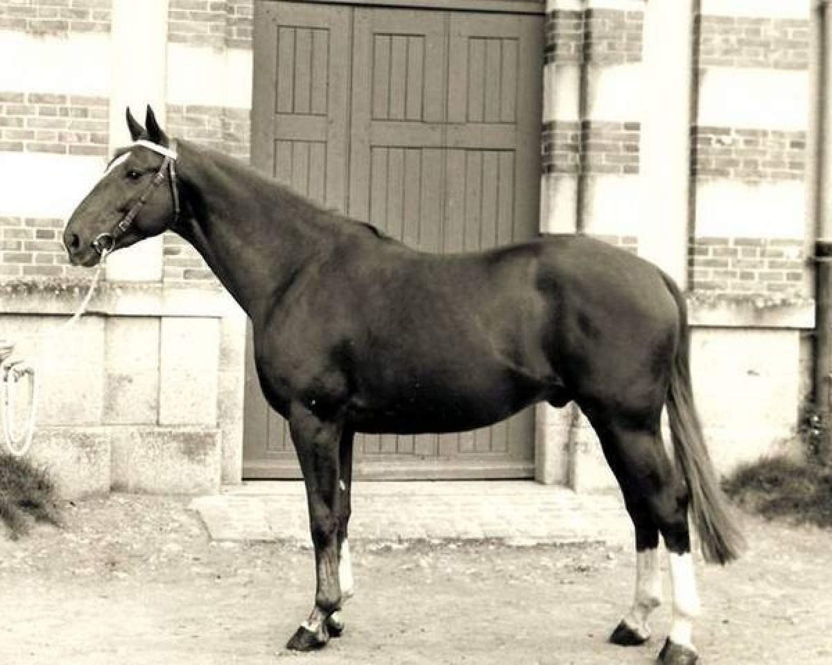stallion Vesuve (Selle Français, 1965, from Bel Avenir)