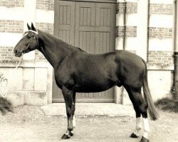 stallion Vesuve (Selle Français, 1965, from Bel Avenir)