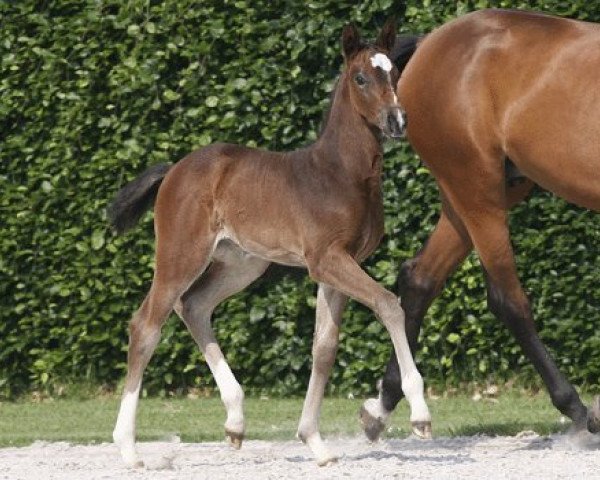 broodmare Cent Fois (Rhinelander, 2007, from Cristallo I)