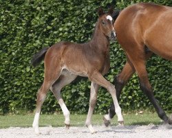 broodmare Cent Fois (Rhinelander, 2007, from Cristallo I)