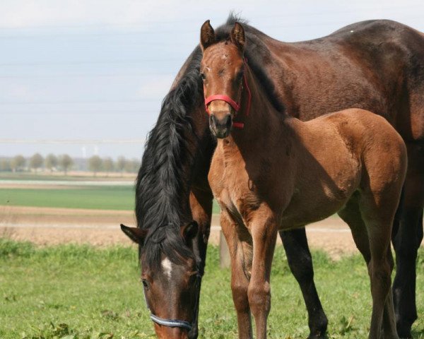 broodmare Lelanie SC (Rhinelander, 1996, from Landadel)