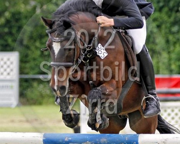jumper Duran 39 (German Riding Pony, 1989, from Durello)