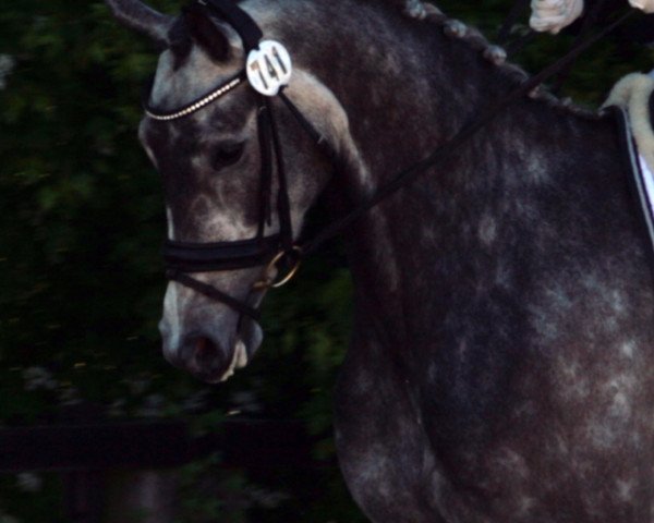 dressage horse Kleine Wolke Sieben (Oldenburg, 2009, from Krack C)
