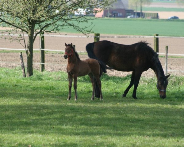 broodmare Lelanie SC (Rhinelander, 1995, from Landadel)