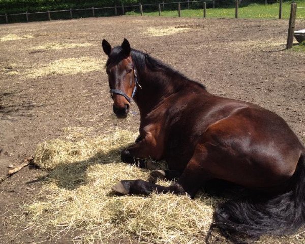 horse Arisca (Rhinelander, 1999, from Aquilino)