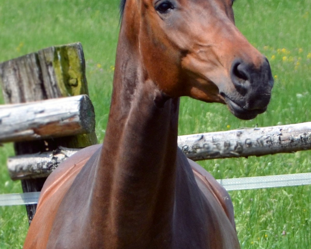 Zuchtstute Rosalie del Clintino (Österreichisches Warmblut, 2001, von Clintino)