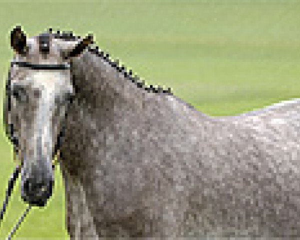 broodmare Abelina Grande KWG (Oldenburg, 2002, from Abanos)