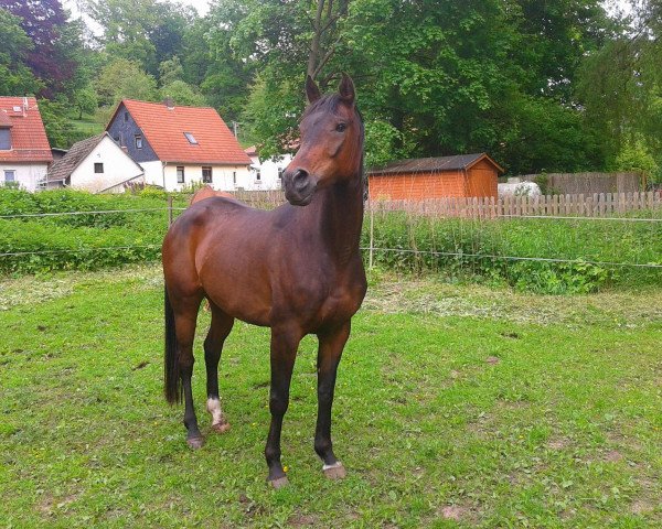 horse Wangai ox (Arabian purebred, 2007, from Ghent ox)