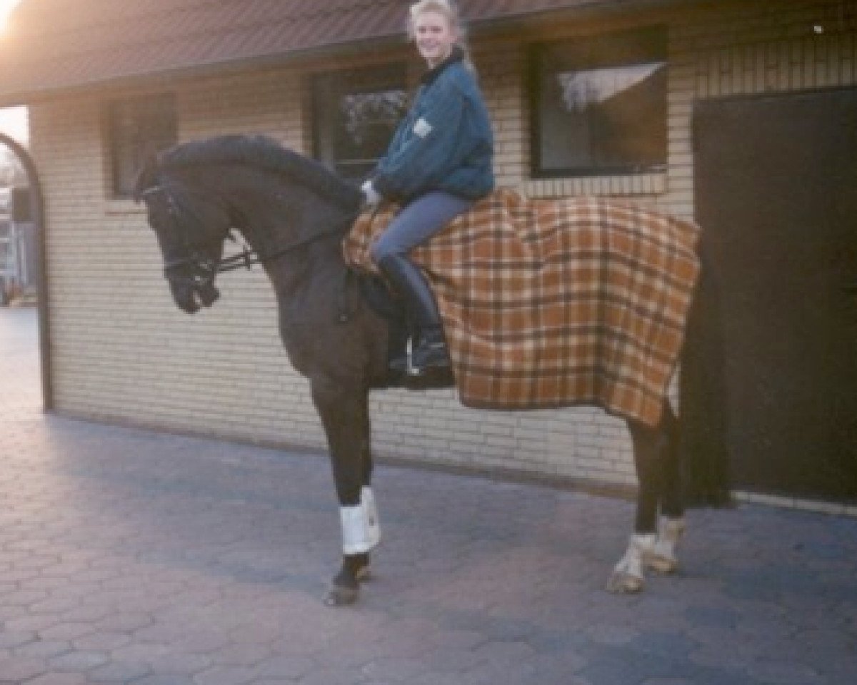 broodmare Golden Touch (Oldenburg, 1983, from Grannus)