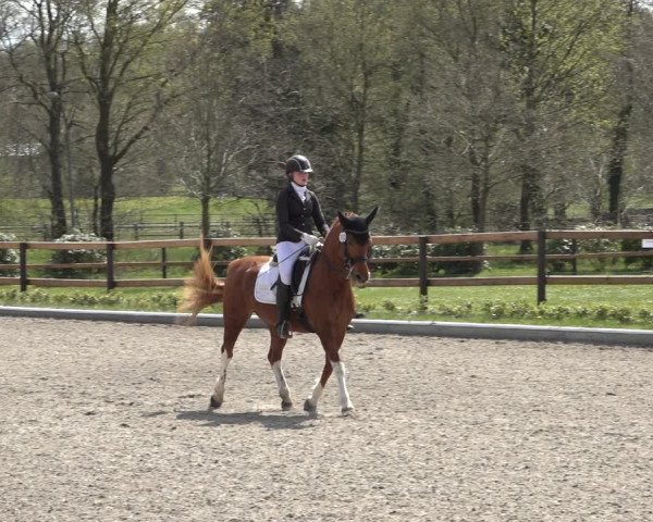 Reitturnier Schwanewede 2022