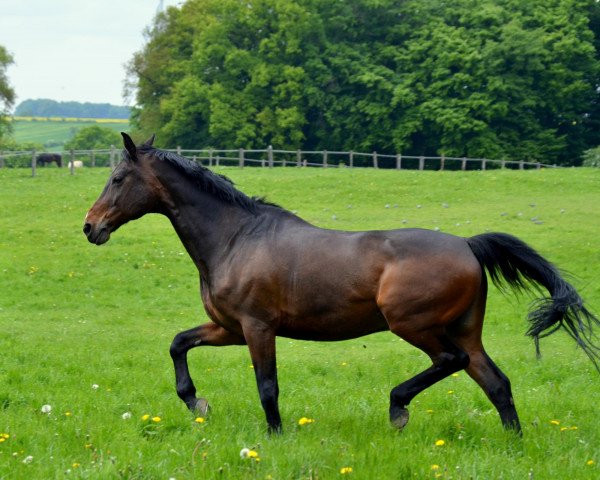 dressage horse Roger 61 (Oldenburg, 1998, from Rubinstein I)