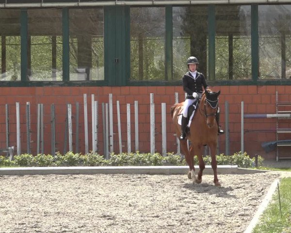 Reitturnier Schwanewede 2022