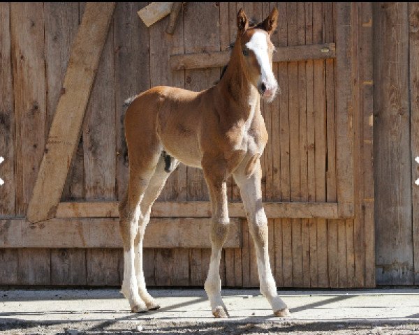 Pferd Sky Dancer (Oldenburger, 2016, von Sweet Hero)