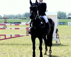 jumper Collien ST (Oldenburg show jumper, 2006, from Clay)
