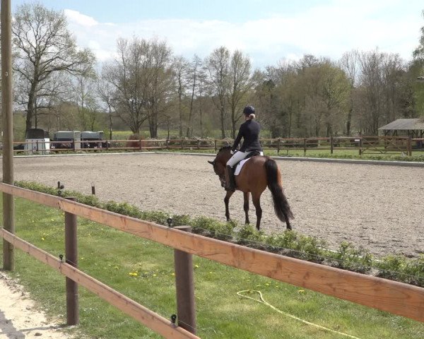 Reitturnier Schwanewede 2022