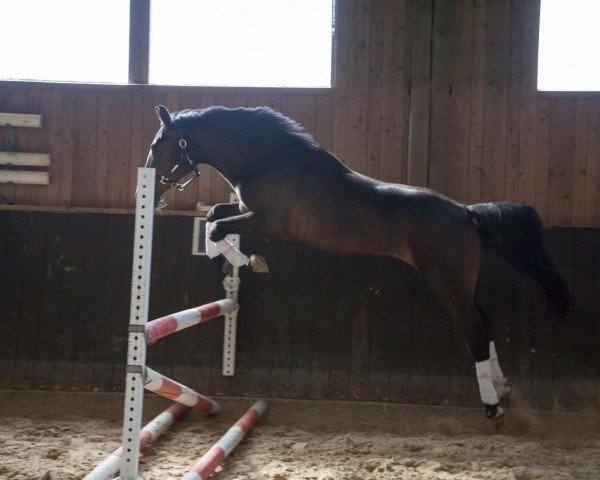 broodmare Chanel (Westphalian, 2010, from Congress)
