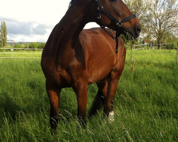 Pferd Coleur S (Württemberger, 2008, von Ciacomo)
