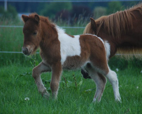horse Winnie Poo vom Rindergraben (Dt.Part-bred Shetland pony, 2013, from Why Not)