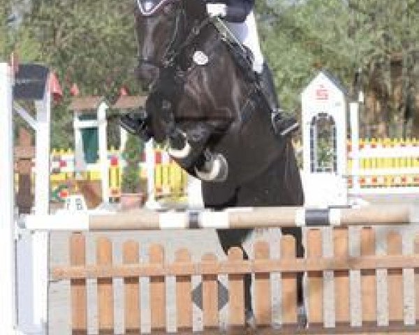 dressage horse Emma Tiger (Hanoverian, 2004, from Earl)
