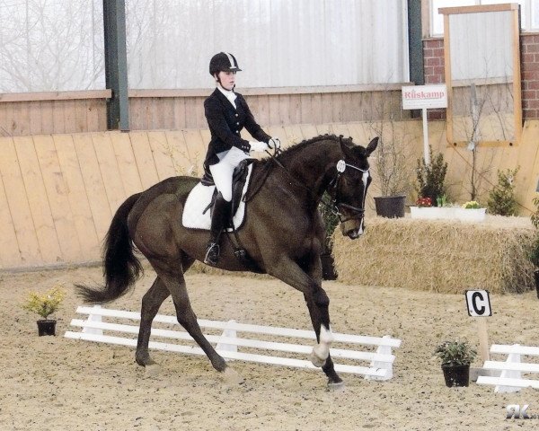 Dressurpferd Amaretto (Oldenburger, 2007, von Orsetto xx)