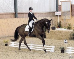 dressage horse Amaretto (Oldenburg, 2007, from Orsetto xx)