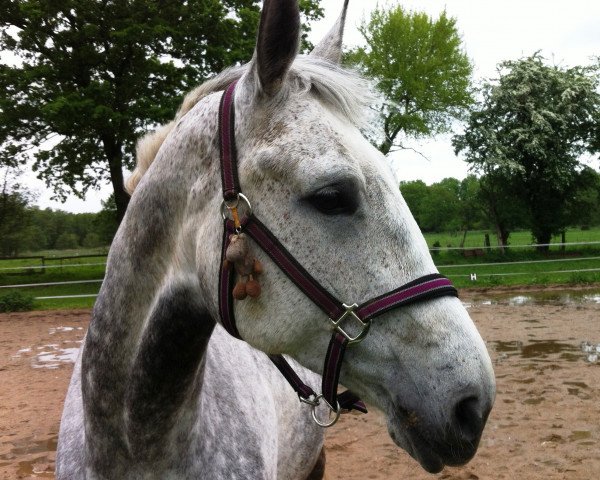 dressage horse Bellaluna (Hanoverian, 2004, from Harmony's Baroncelli)