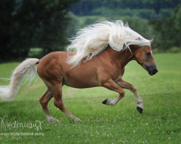horse Ander (Haflinger, 2006, from Artist)