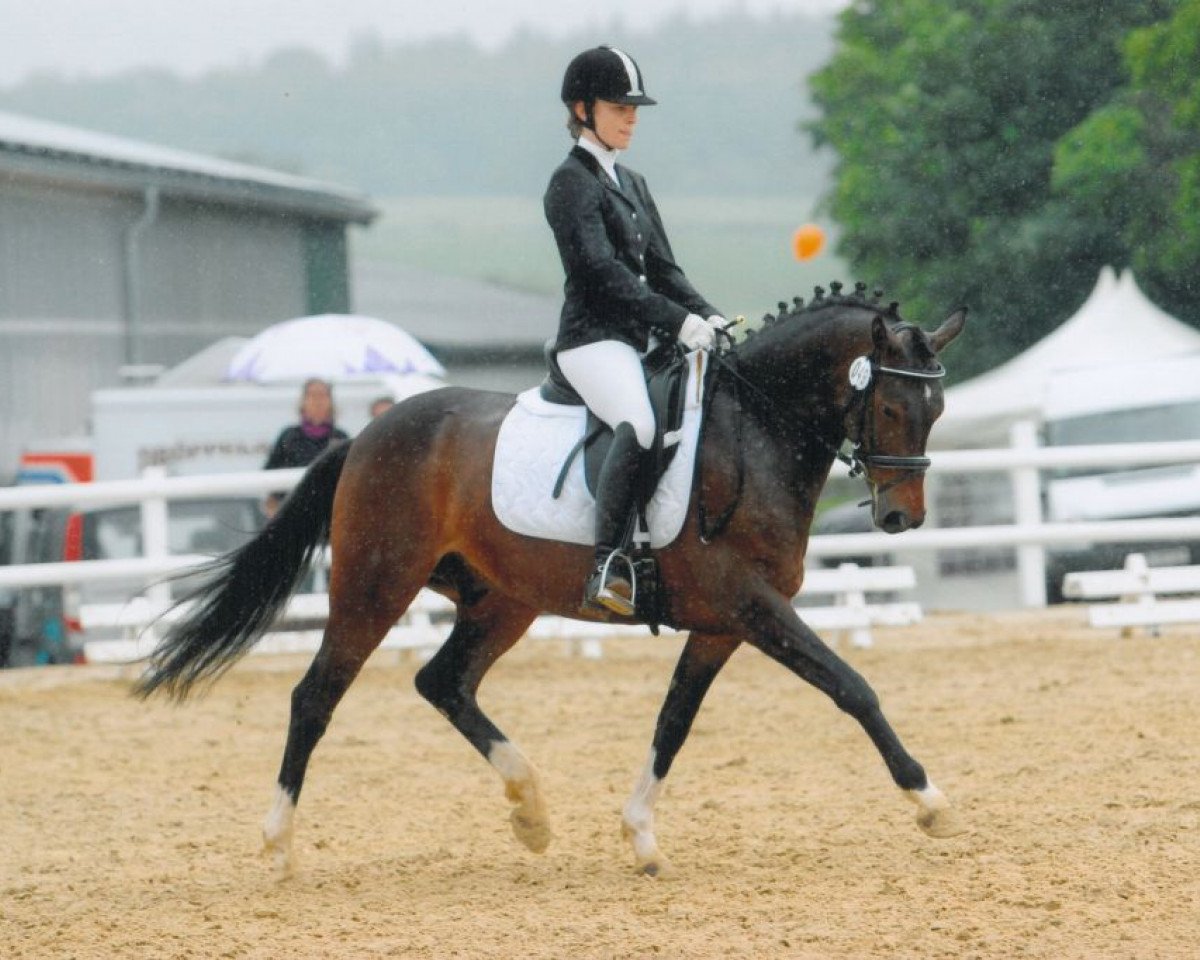 Dressurpferd Dellvue (Deutsches Reitpony, 2005, von Dirigent)