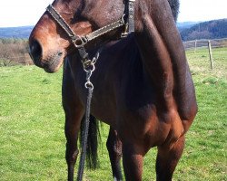 Springpferd Captain Turnschuh (Westfale, 2005, von Collin L)