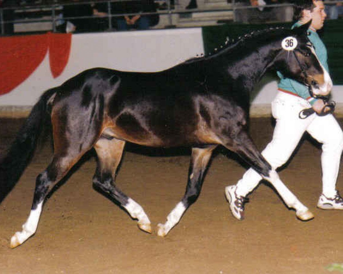 Springpferd Charlie Ray (Deutsches Reitpony, 1996, von Comeback)