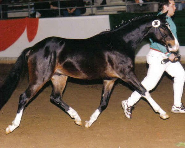 jumper Charlie Ray (German Riding Pony, 1996, from Comeback)