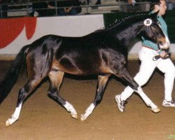 Springpferd Charlie Ray (Deutsches Reitpony, 1996, von Comeback)