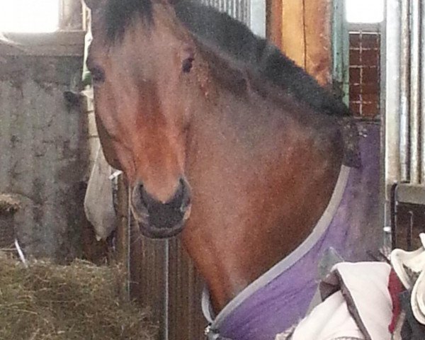 broodmare Anina HdB (Westphalian, 2001, from Abanos) broodmare Anina HdB (Westphalian, 2001, from Abanos)