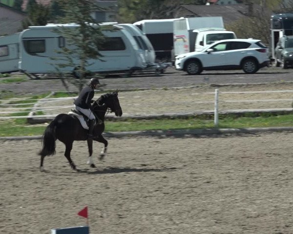 Reitturnier Ried am Riederberg 2022