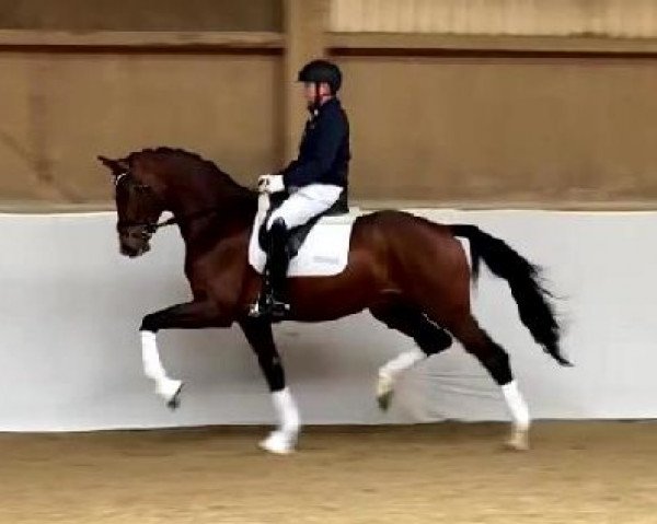 horse Fitoussi (Hanoverian, 2018, from Fuechtels Floriscount OLD)