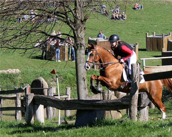 Zuchtstute So Long 2 (Deutsches Reitpony, 2010, von Sir Martino) Zuchtstute So Long 2 (Deutsches Reitpony, 2010, von Sir Martino)