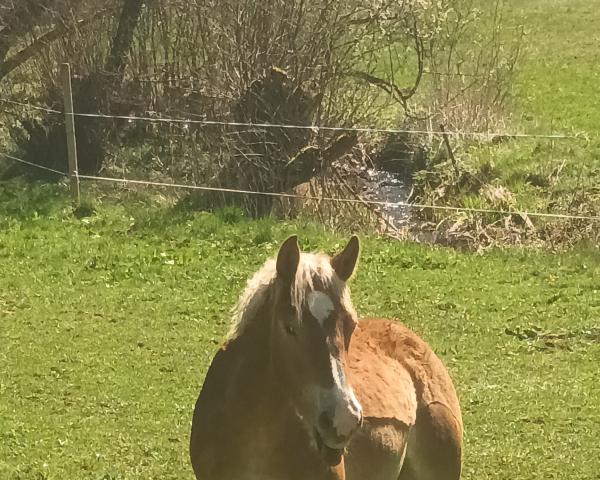 Pferd Hugo (Rheinisch-Deutsches Kaltblut, 2021, von Humphrey)