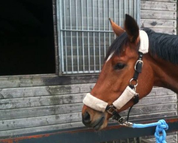 dressage horse Cölner B (Trakehner, 2010, from Sambatänzer)