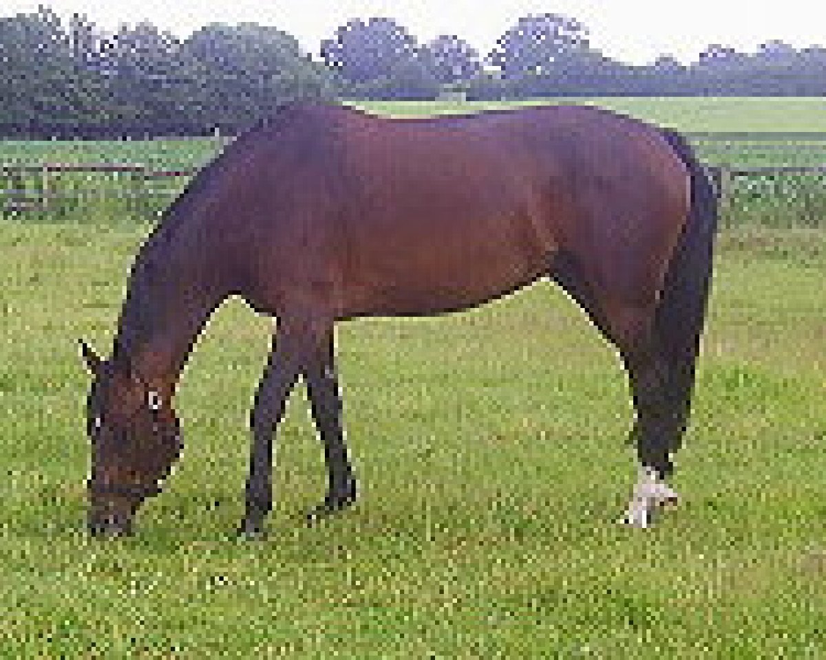 broodmare Vala Me (Holsteiner, 2005, from Limoncello II)
