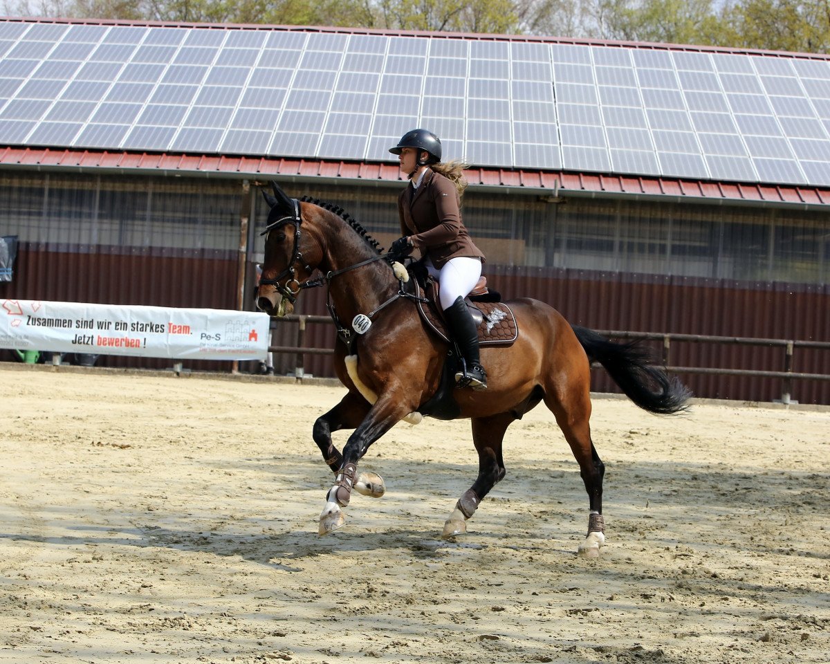 Springpferd Baumann's Sirius (Westfale, 2013, von Sezuan)