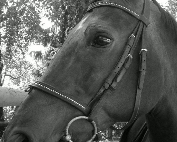 broodmare Dark Lady (Rhinelander, 1998, from Donnerschlag)