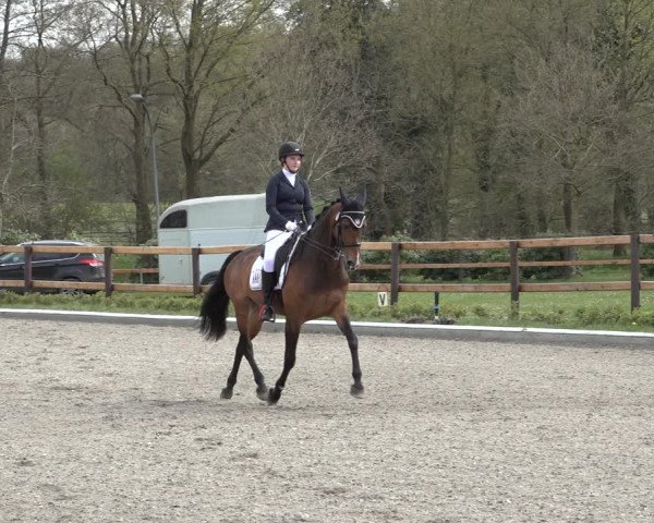 Reitturnier Schwanewede 2022