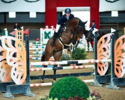 jumper Magic vd Watermolen (KWPN (Royal Dutch Sporthorse), 2017, from Fibonacci)