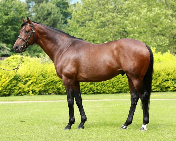 stallion Aqlaam xx (Thoroughbred, 2005, from Oasis Dream xx)