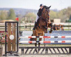 jumper Nora 531 (Hanoverian, 2013, from Numero Uno)
